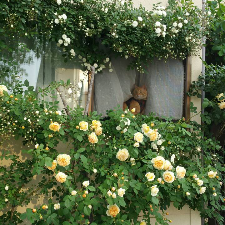 16d12856 f92f 43f2 8c22 62dbce257734 1527636708576