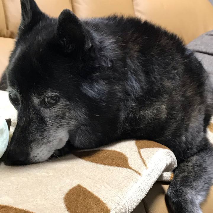 16d595a1 82f5 47e4 8048 58a9e2d074b6 1602590663060