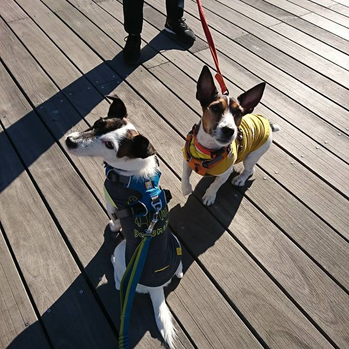 16d7cff1 2951 4520 bf56 1f1a20355287 1513486130383