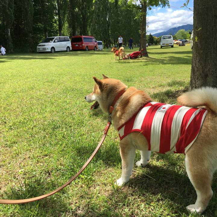 16d8721e 5d88 43cd af73 6b0d319a1d2f 1559978048880