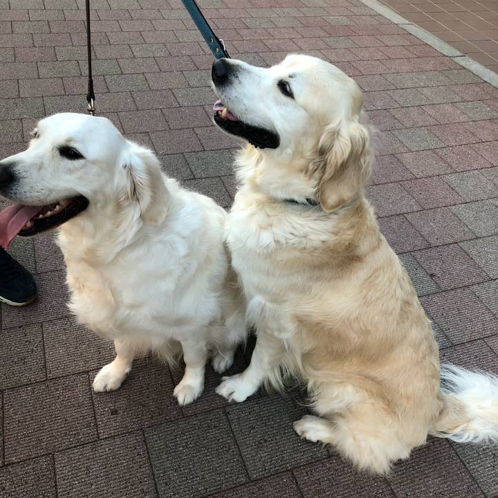 16d9e03a cc7a 41c8 b273 11e97e21b04a 1527951529309