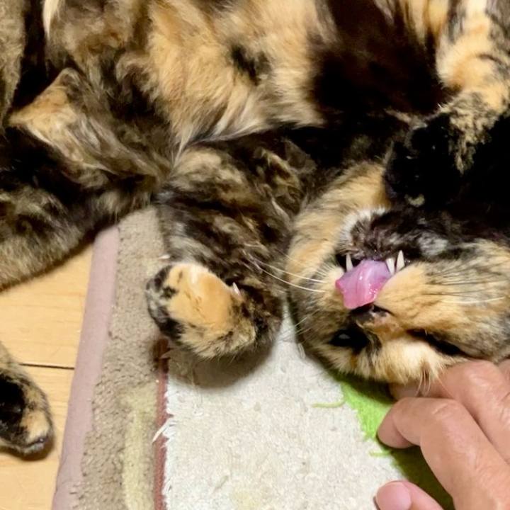 16dbbe72 ef21 4c99 ae03 ab525967767e 1728332590412