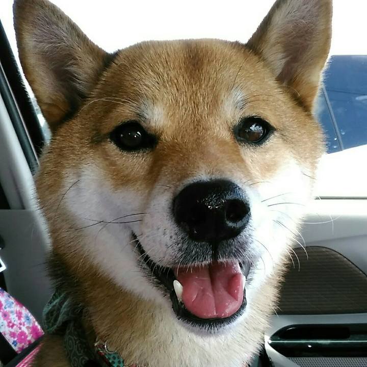 16dbd356 2cf9 4402 9db1 053579e95327 1533002625669