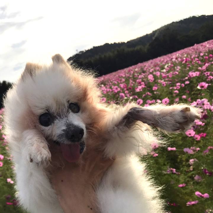 16dcb678 8c9a 4cef bbd1 ae4a95d7fede 1541108677838