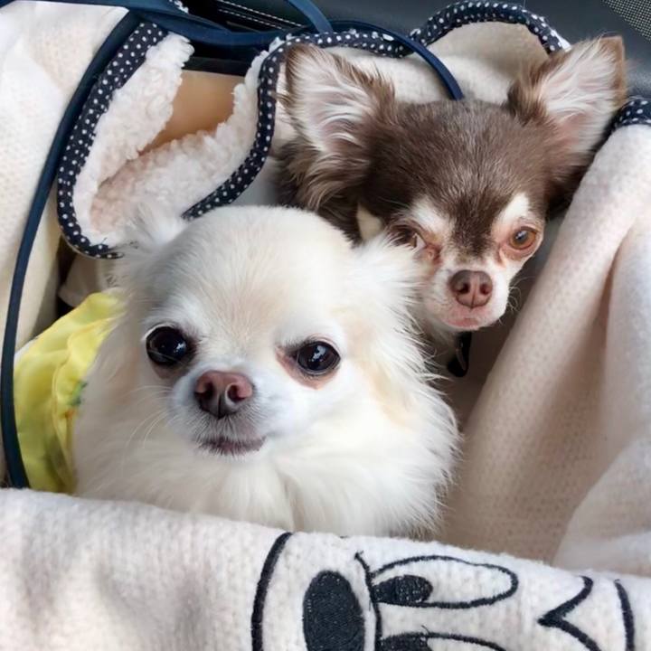 16dd5022 16ea 45d9 b402 7eb8ce05ad4c 1555989278234