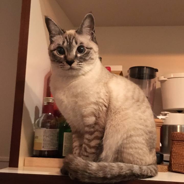 16de11d8 d258 4e1a 8432 6df4ac45934e 1553993236555