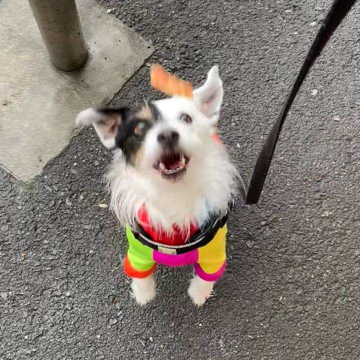 16de1683 c4af 4a9f a464 9f3f864c6d4d 1712634753386