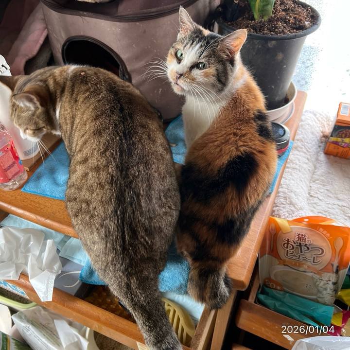 16e1542f ef58 4ad2 a811 a7cd204d182d 1767495250208