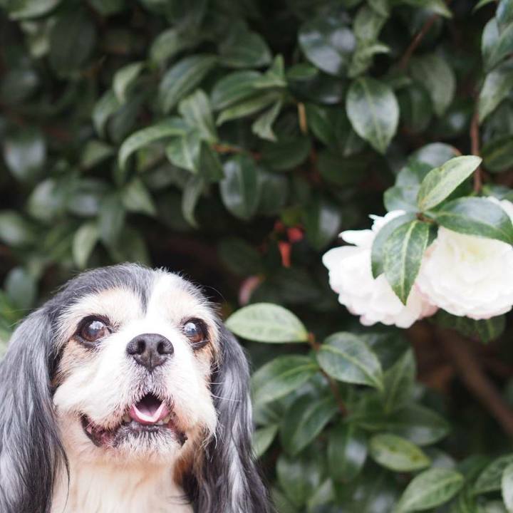 16e1894e 64bb 4efc 95c5 6a5e92943ba0 1543729946967