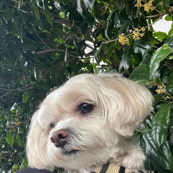 16e54b59 b9f9 426c a697 3134546c513a 1760264807723