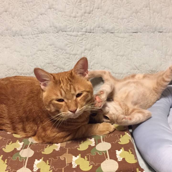 16e5f65b 5794 4d95 9e4a cf97c19e6c10 1538221726443