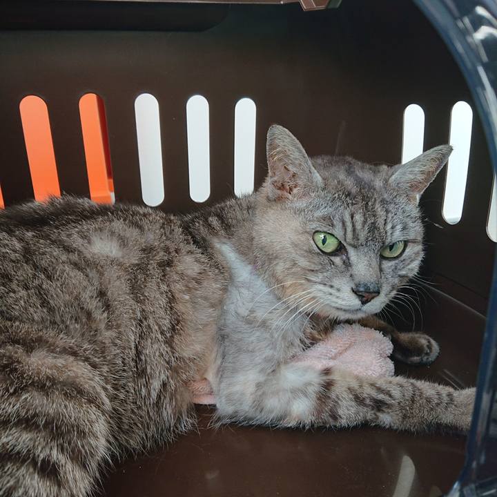 16e85dac 62cf 4543 8f65 d27bce4512b3 1596697894010