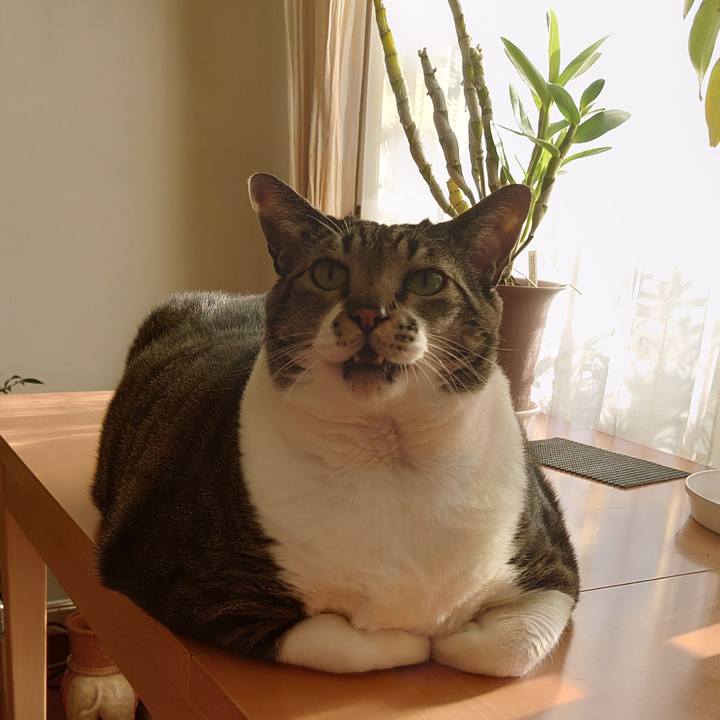 16ef3964 4296 4494 8c1a 657b75a65b24 1585089032686