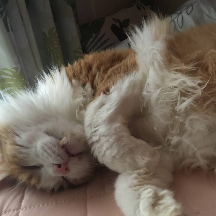 16f4f8ae daad 4c2b 875a ca597fb3021e 1624886615911