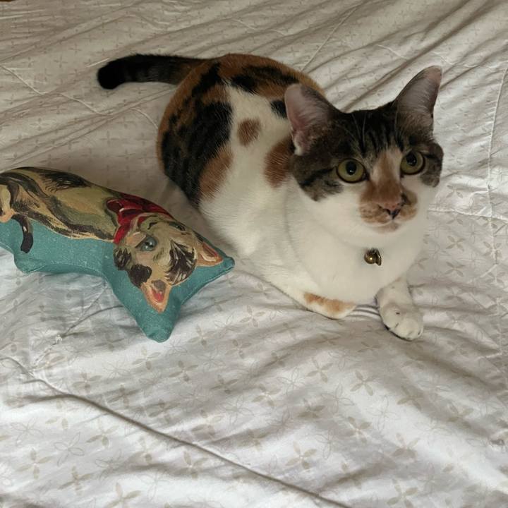 16f7c11b 1d40 43a6 a949 b774cecb2037 1759356029508