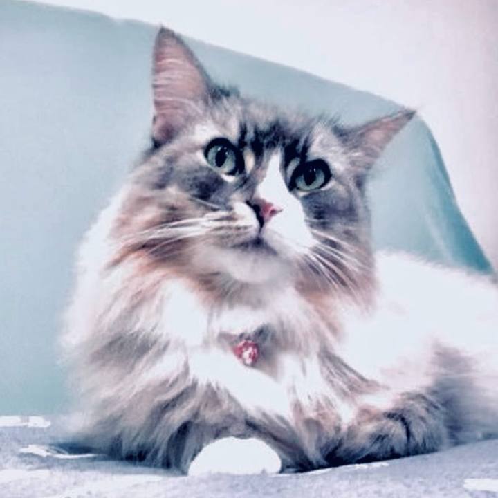 16fc57d7 9f0e 40cb 832b 71153ee86ebc 1763393022563