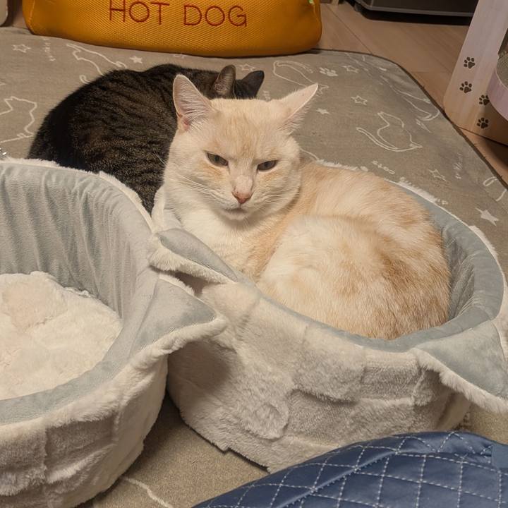 16fcc9ff 5267 4d8e 8c61 2fe0fe3ce5bd 1763194214829