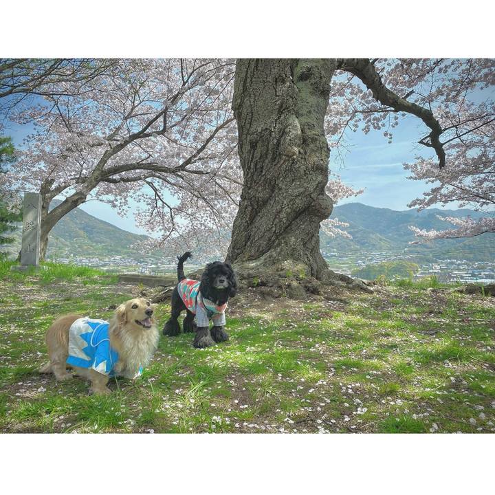 16ff0e33 d689 42d4 9f9f 6d7e3ae4efd8 1617195195802