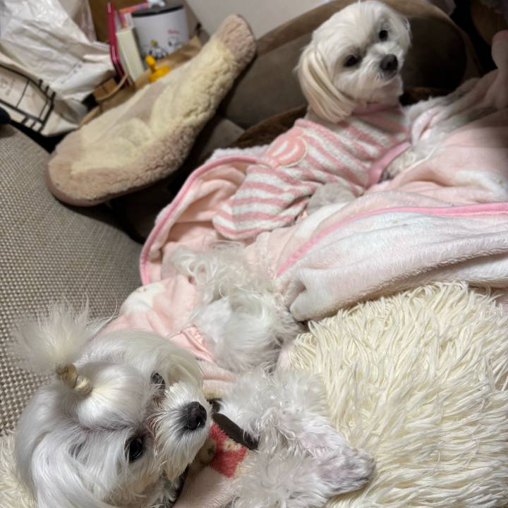 17007fd6 44f9 4cd0 9fdb af0685593a82 1734950438030