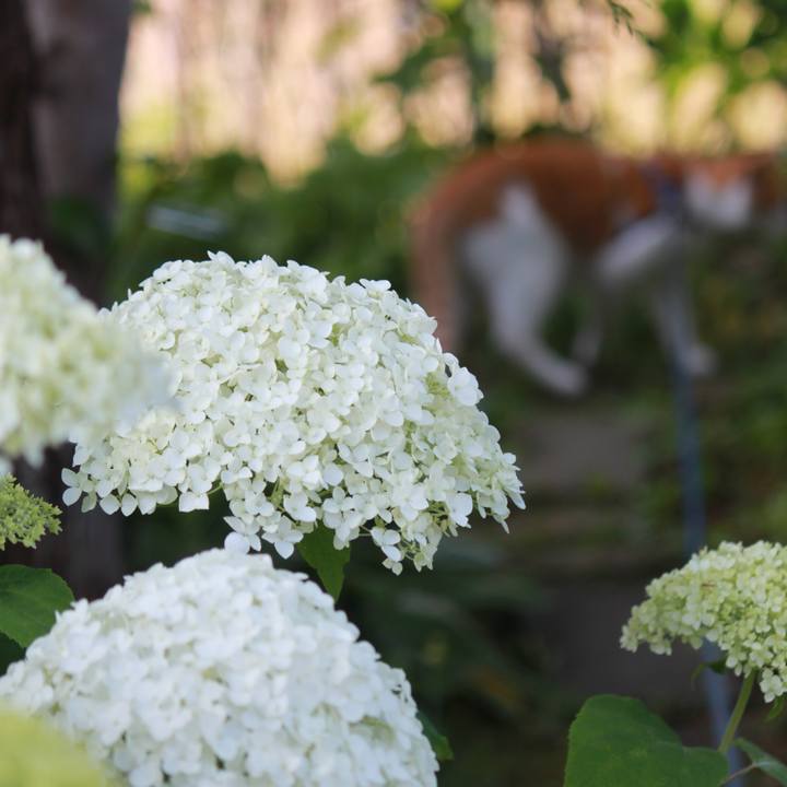 17010a72 176d 414d b5b8 5d40f7883cae 1530322174957