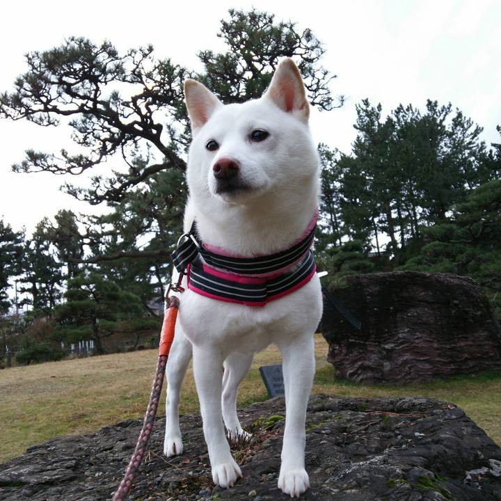 1702d8ee c778 4163 952a cc51b0b6743b 1547177661319