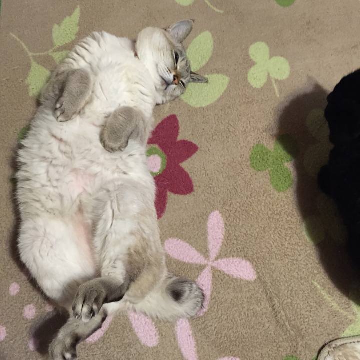 1704d5b3 f1fd 4a88 a4f5 4940ff7059a9 1546604200245