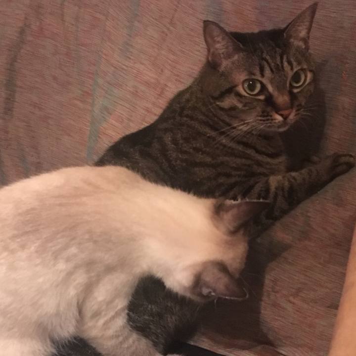 1706161b e290 4cc8 ba7b 3cd6a1db44c2 1544006322649