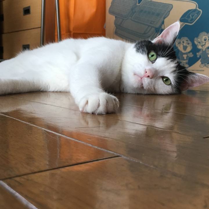 1709e88a fcc2 4028 b96f e206c32ac835 1532565599077