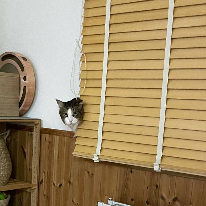 170b5238 8696 4be1 b854 79f603c29a51 1733085500686