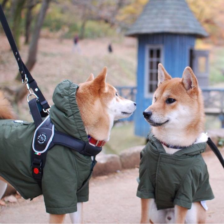 170c56ff 0c88 4b05 9b90 e85d368f4a40 1512226698053