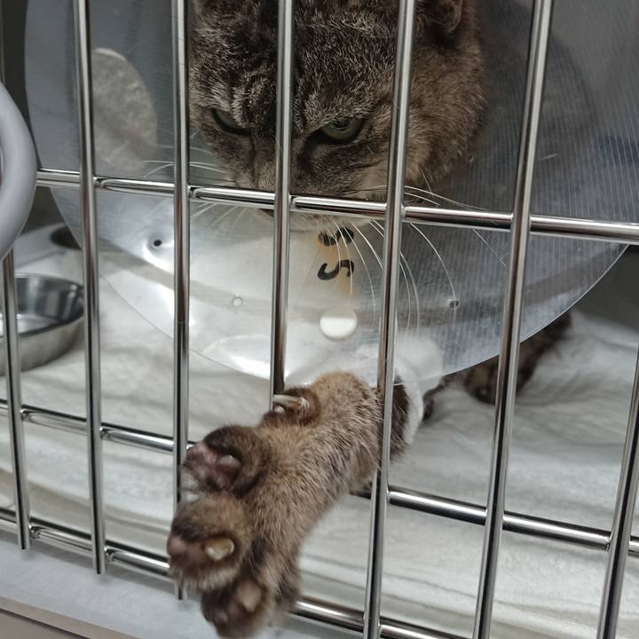 171232cb ef3b 4cf2 99fd a7f12503a128 1586334783030