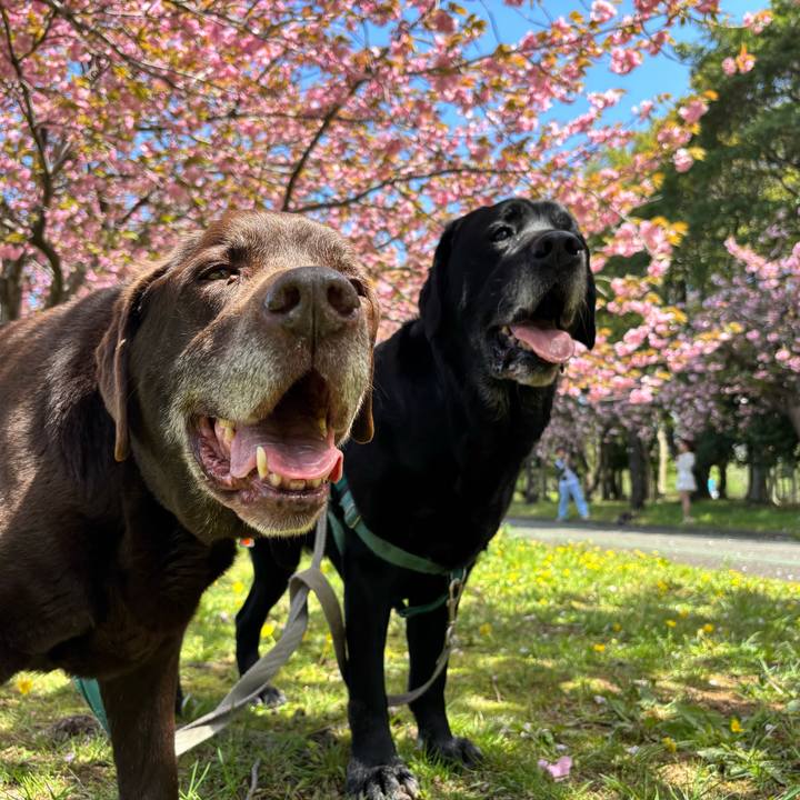 17125f9d d759 41bb 885c de721ec796a4 1776166125008