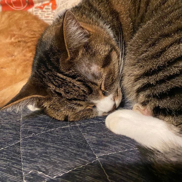 17136bc2 bda1 48fd 8412 a1c618aa4e1f 1585504181731