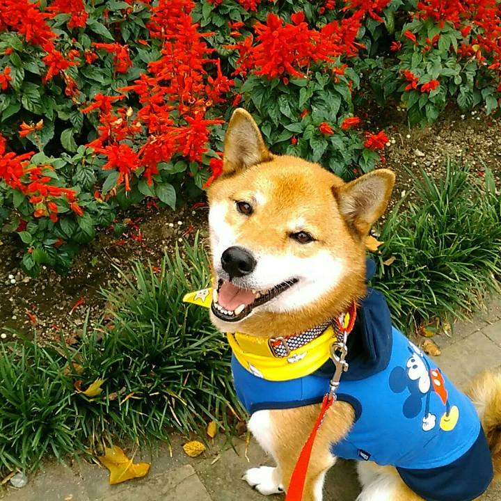 171452be 6bd2 4b12 b7a8 e02734531db6 1538987758627