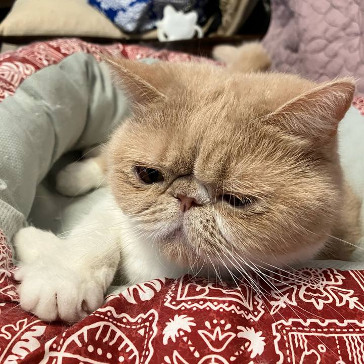 1715ac0c aead 4197 a930 4aa86a042bb4 1764109444860