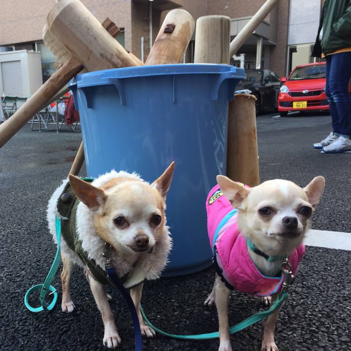 1715b28f 1f45 43b9 b231 62260ee8fa2a 1545623487872