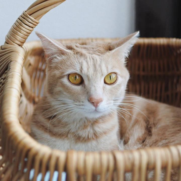 1718760b 4cb8 4ff4 a725 c82dd4d6f3a0 1585373418066