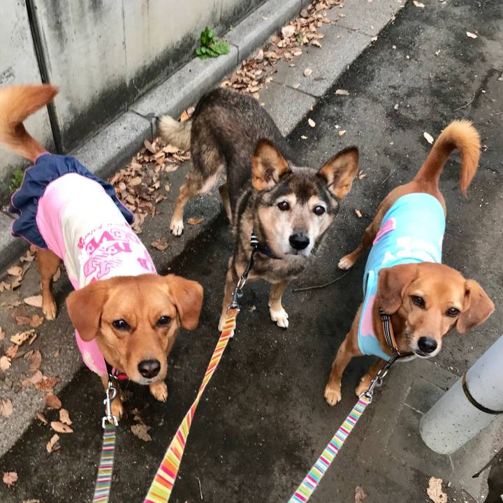 171b852d 6c8c 452a a3c7 82430c79cd80 1542663440975