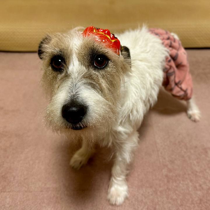 171eee0e f524 4107 a34f 846c87567df2 1770125334546