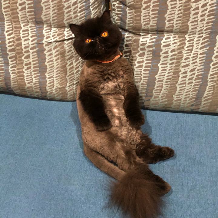 171f117b b5fe 4cc2 b08c 38b101e59111 1594552737921