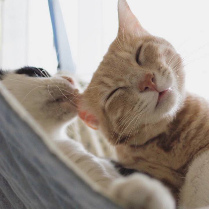 17203964 e1ca 4e2c 9f90 ed343f0f0fe6 1562410997531