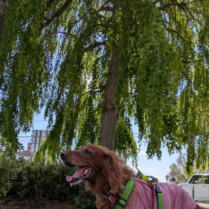 17209ab3 29d2 40a1 b13e 1421dc42a70d 1777027919796