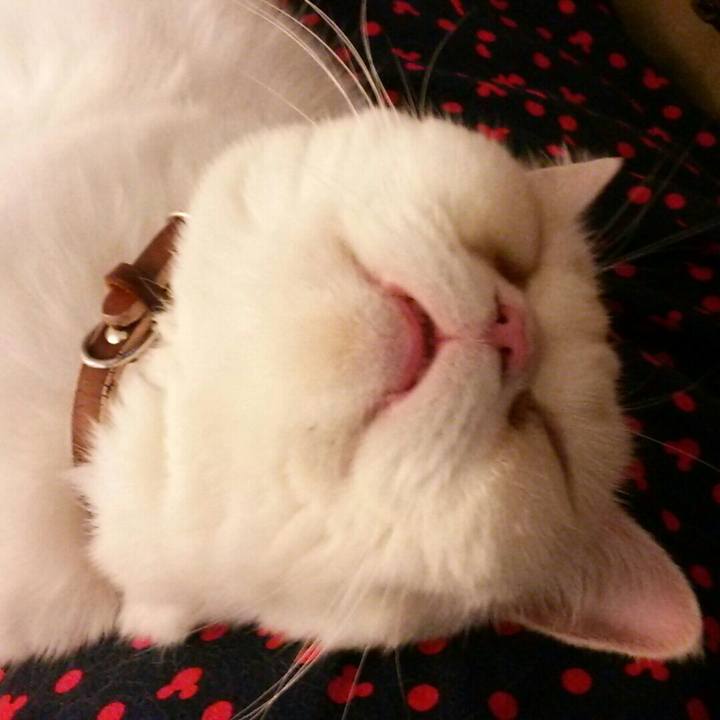 17218a5e fb24 4026 bc7a 1a422caad290 1546057376776