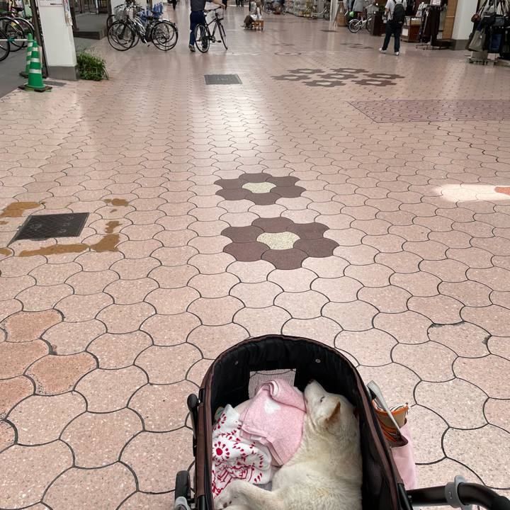 1726604d 85ae 455a 8e28 3ccfcde8f100 1665460466139