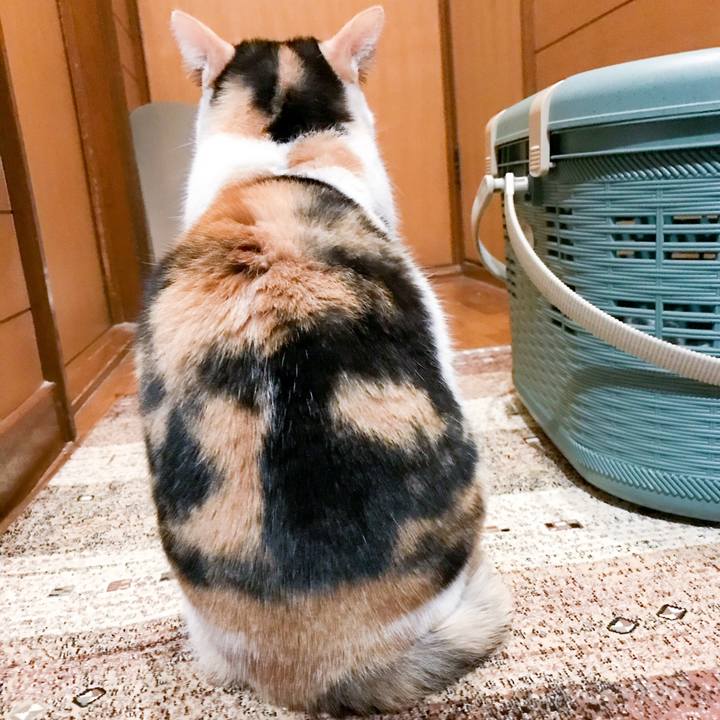 172b23a6 9627 49fe aac4 b1b32c2db4f8 1518482958509