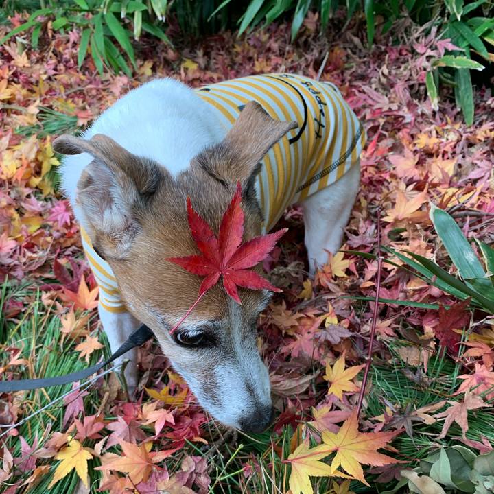 172c2f0e 7fbc 4165 93f4 4d349e1c81ad 1575769507918