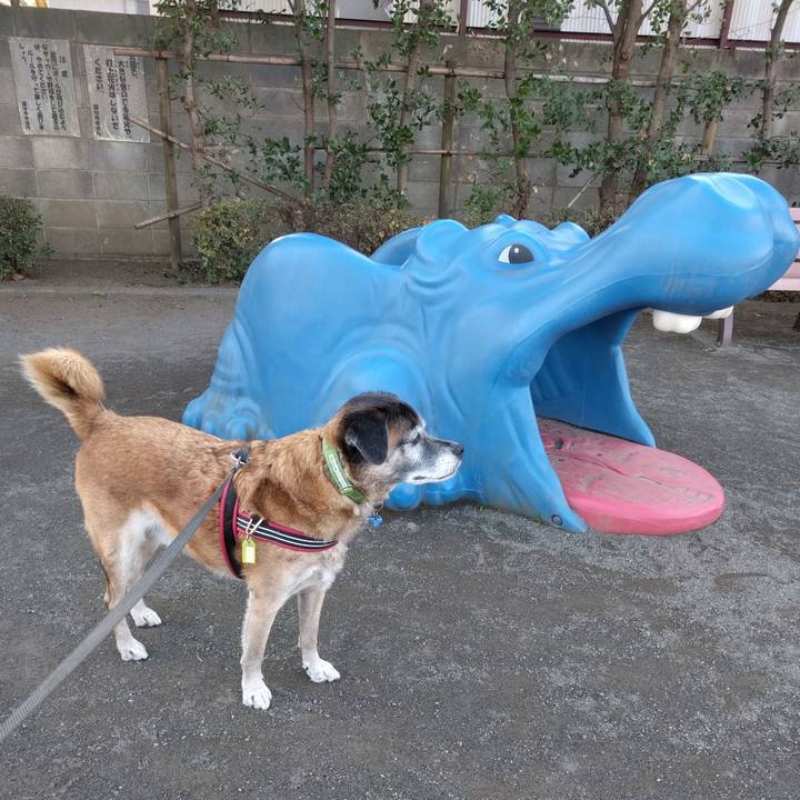 172e7fc6 9e96 43d9 bf82 8980d233b958 1543888449865