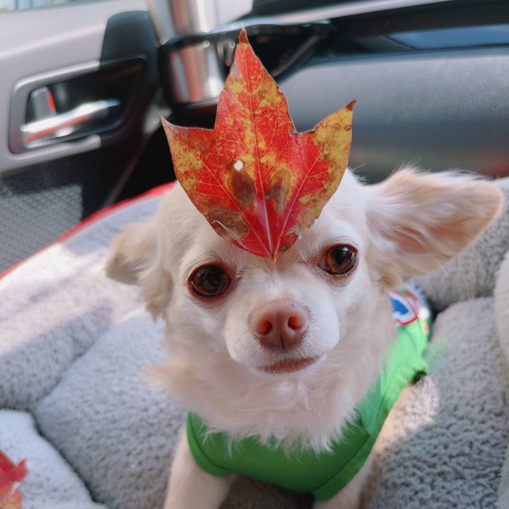 172f6585 6b02 4f6e 90e0 c437ef4858d4 1758943675161