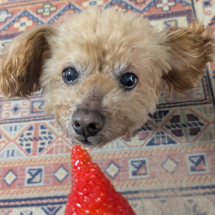 1733415a 780a 4d14 95cd ce5105008f57 1771123909792