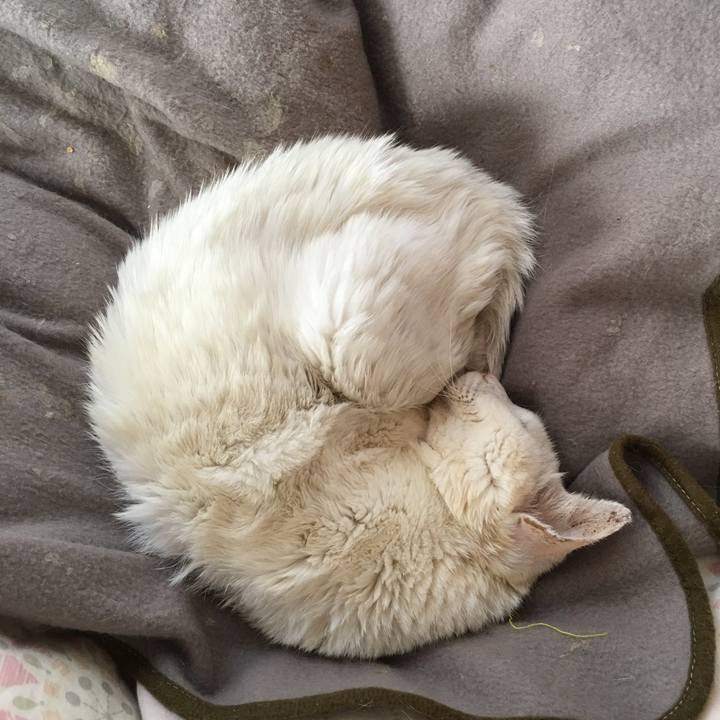 1734d4b0 510a 41ef aa0f e5e9c72128cd 1510706037748